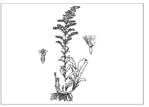 <p>Identify the species</p>
