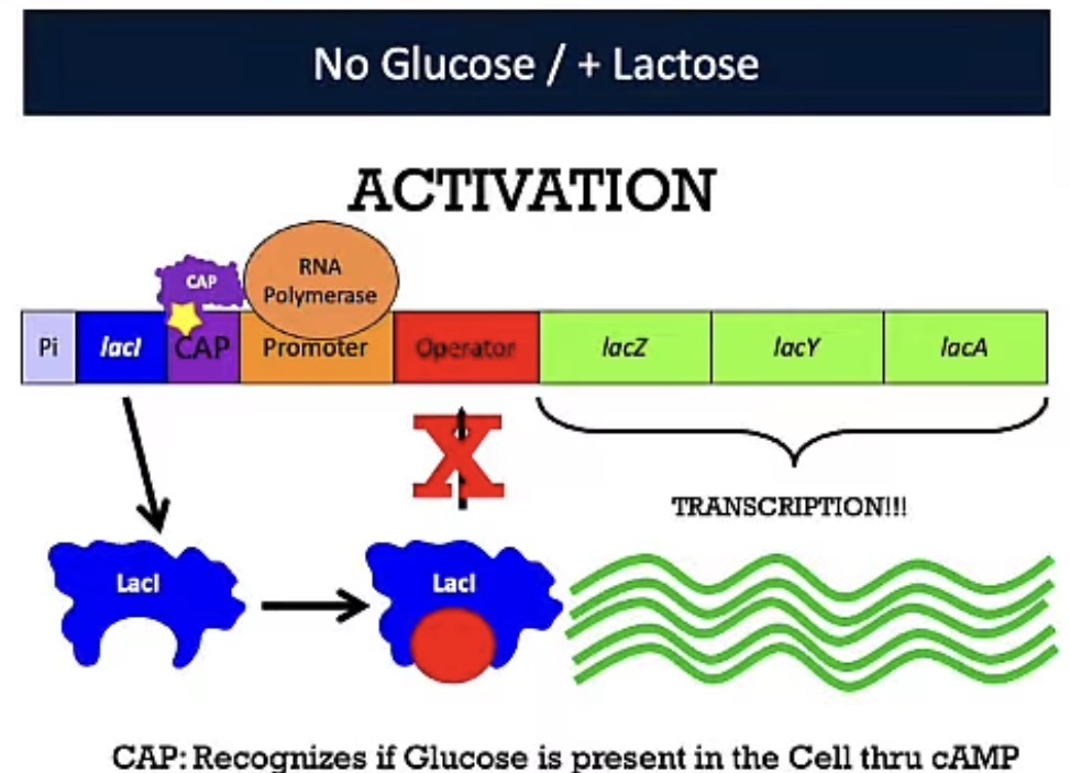 <p>Lactose/No Glucose</p>