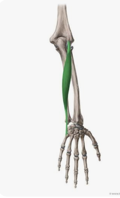 <p>O: Lateral epicondyle of the humerus; posterior surface of the ulna</p><p>I: Dorsal base of 5th metacarpal</p><p>A: Extension of hand; adduction/ulnar deviation of had</p><p>N: Radial nerve</p>