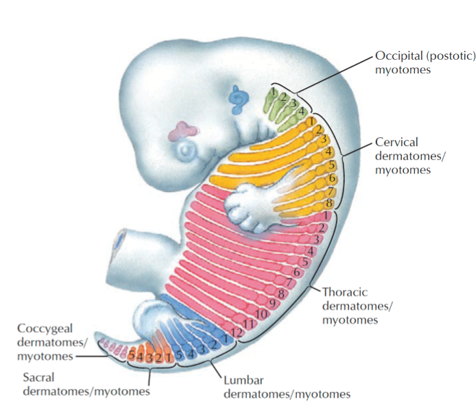 <ul><li><p>Relationship b/w nerves &amp; skin is established during development</p></li><li><p>Tissue which gives rise to muscle, bone &amp; dermis are organised segmentally into somites</p></li><li><p>Somites → limb buds → drag segmental innervation w/ them during growth</p></li></ul><p></p>