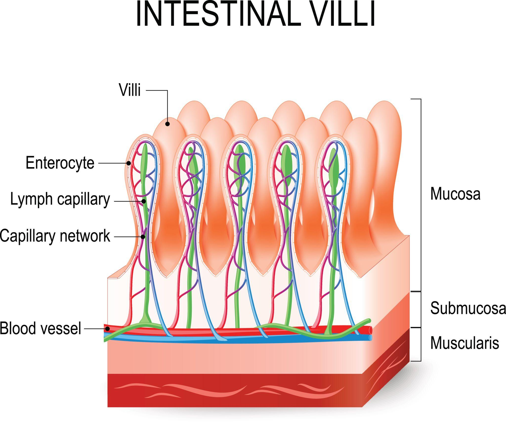 <p>the nutrient absorb</p><p>The small intestine is about 6 meters long and has 3 parts.</p><table style="min-width: 50px;"><colgroup><col style="min-width: 25px;"><col style="min-width: 25px;"></colgroup><tbody><tr><th colspan="1" rowspan="1"><p class="w6asjq_TextBase _85PZeG_Text">Part</p></th><th colspan="1" rowspan="1"><p class="w6asjq_TextBase _85PZeG_Text">Easy way to remember</p></th></tr><tr><td colspan="1" rowspan="1"><p class="w6asjq_TextBase _85PZeG_Text">Duodenum</p></td><td colspan="1" rowspan="1"><p class="w6asjq_TextBase _85PZeG_Text">First: receives food from the stomach and digestive juices</p></td></tr><tr><td colspan="1" rowspan="1"><p class="w6asjq_TextBase _85PZeG_Text">Jejunum</p></td><td colspan="1" rowspan="1"><p class="w6asjq_TextBase _85PZeG_Text">Middle: absorbs lots of nutrients</p></td></tr><tr><td colspan="1" rowspan="1"><p class="w6asjq_TextBase _85PZeG_Text">Ileum</p></td><td colspan="1" rowspan="1"><p class="w6asjq_TextBase _85PZeG_Text">Last: absorbs remaining nutrients, including vitamin B12 and bile salts</p></td></tr></tbody></table><p class="w6asjq_TextBase _85PZeG_Text"><span data-name="brain" data-type="emoji">🧠</span> Memory trick: “DJI: Don't Jump In!” Remember the order: Duodenum → Jejunum → Ileum.</p><p class="w6asjq_TextBase _85PZeG_Text"></p><p class="w6asjq_TextBase _85PZeG_Text"><span style="color: rgb(163, 255, 240);"><strong><u>What are villi?</u></strong></span></p><ul><li><p class="w6asjq_TextBase _85PZeG_Text PDq2pG_selectionAnchorContainer">Villi are tiny, finger-like projections lining the small intestine.</p></li><li><p class="w6asjq_TextBase _85PZeG_Text">They <span style="color: yellow;"><strong><u>increase the surface area</u></strong></span> so more nutrients can be absorbed into the blood.</p></li><li><p class="w6asjq_TextBase _85PZeG_Text">Think of them like lots of tiny fingers grabbing nutrients from digested food.</p></li></ul><p class="w6asjq_TextBase _85PZeG_Text">Important TEAS note: Your notes emphasize the duodenum's villi, but villi line the small intestine throughout, and the jejunum is a major site of nutrient absorption. The small intestine overall is the main place nutrients are absorbed .</p><p class="w6asjq_TextBase _85PZeG_Text"><strong><u><span data-name="brain" data-type="emoji">🧠</span> Memory trick: “Villi = more surface, more absorption!”</u></strong></p><p><strong><mark data-color="#459299" style="background-color: rgb(69, 146, 153); color: inherit;">4. What does diffusion mean?</mark></strong></p><p class="w6asjq_TextBase _85PZeG_Text">Diffusion means particles move from an area of ​​higher concentration to lower concentration .</p><p class="w6asjq_TextBase _85PZeG_Text">For digestion, nutrients move from inside the small intestine across its lining and into the blood. Nutrients can also be absorbed by other processes, so not all absorption happens through diffusion.</p>