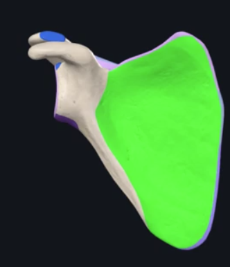 <p>what is this depression for the scapula called?</p>