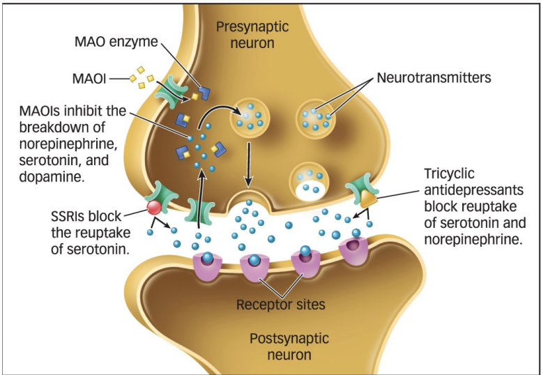 <p>help lift mood</p><ul><li><p>act on neurotransmitters such as serotonin, dopamine, and norepinephrine by inhibiting their breakdown and blocking reuptake</p></li></ul><p></p>