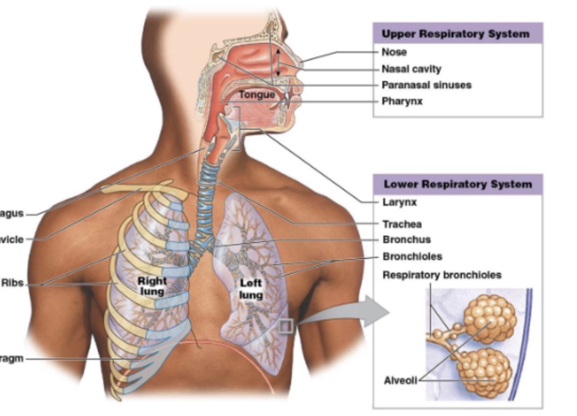 <p>conducting portion and respiratory portion</p>