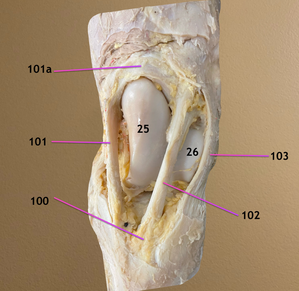 <p>cranial view of stifle jt</p><p>.</p><p>label 100, 101a, 101-103</p><p>.</p><p>note: 25 is medial trochlear ridge, 26 is lateral troch ridge</p>