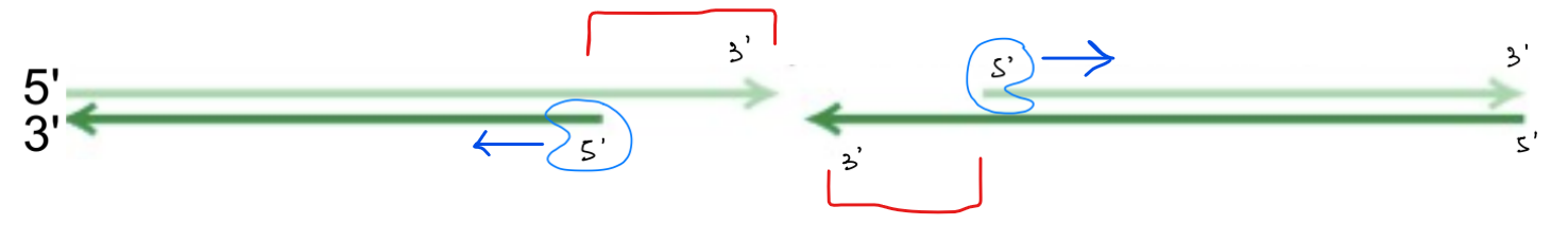 <p><u>5’ exonuclease</u> — removes nucleotides from the 5’ end of one strand</p><ul><li><p>SO that the 3’ end of the opposite strand is single-stranded → <u>3’ overhang</u></p></li></ul><div data-type="horizontalRule"><hr></div><p>(red shows 3’ overhangs)</p>