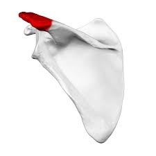 <p>Bony projection on the top of the shoulder blade</p>