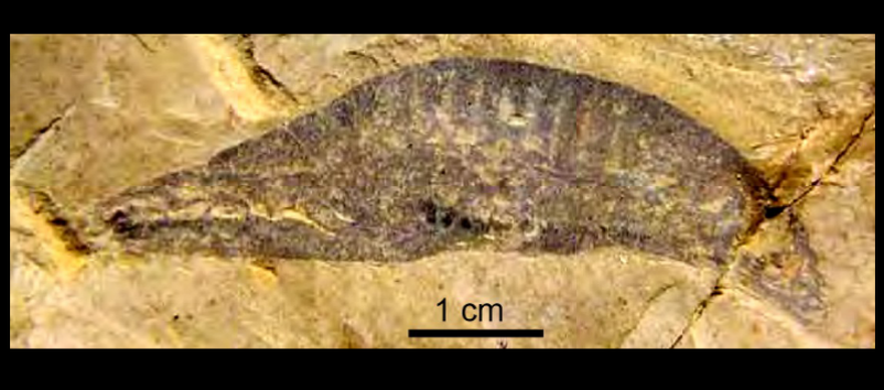 <ul><li><p>Earliest chordate </p></li><li><p>middle cambrian</p></li></ul><p></p>