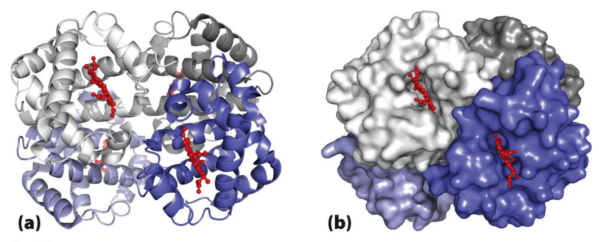 <ul><li><p>A protein with <strong>two </strong>or more separate polypeptide chains (subunits) - includes 2 (dimer), if 3 it would be a trimer </p></li><li><p>Subunits can be <strong>identical </strong>(homodimer) or <strong>different </strong>(heterodimer) </p></li></ul><p></p>