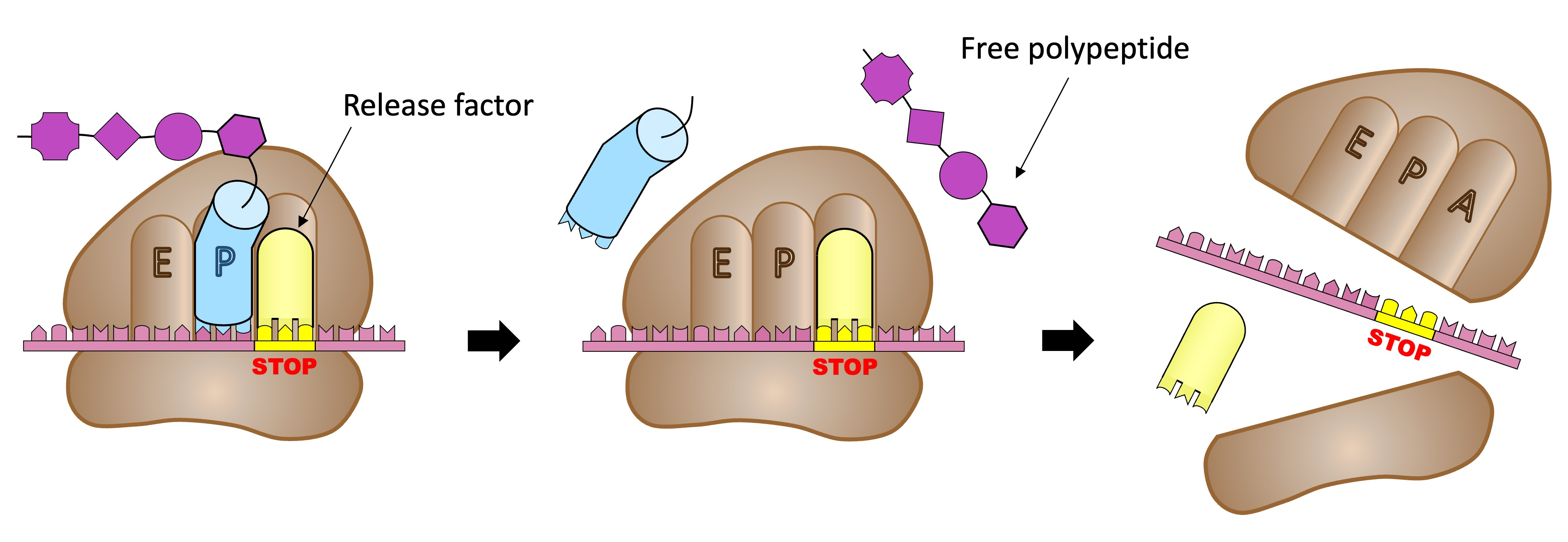 <p>Release Factor</p>