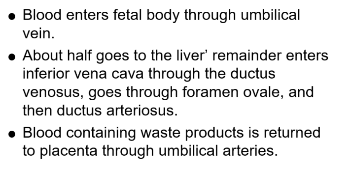 <p>blood enters fetus via umbilical vein </p><p></p>