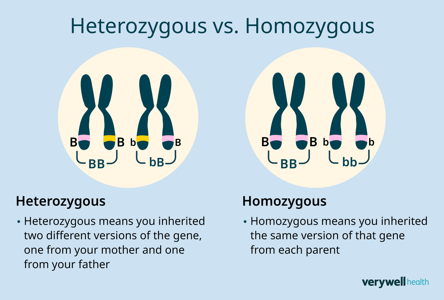 <p>Heterozygous (e.g., Tt) has two different alleles; homozygous (e.g., TT or tt) has two identical alleles.</p>