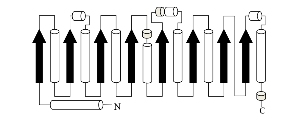 <p>what is this protein fold called?</p>