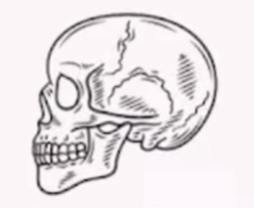 <p>name the bone and the bone shape:</p>