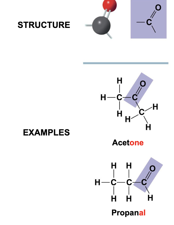 <ul><li><p>compound name: carboxylic acids or organic acids </p><ul><li><p>acts as an acid, can donate an H+ because the covalent bond between oxygen and hydrogen is so polar</p></li></ul></li><li><p>ketones = if carbonyl group is within a carbon skeleton (end in -one)</p></li><li><p>aldehydes = if carbonyl group is at the end of the carbon skeleton (end in -al)</p></li><li><p>both groups are also found in sugars</p></li><li><p>both groups may be structural isomers with different properties</p></li></ul><p></p>