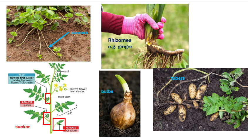 <p>-runners [/stolons] [horizontal stems grow on the surface] [e.g. strawberries]<br>-bulbs [e.g. onion]<br>-tubers [underground stems] [e.g. potato]<br>-rhizomes [horizontal underground stems]</p><p>-sucker [shoot grow from the roots or lower stem of a parent plant]</p><p></p><p>[t<span>ubers and bulbs food stores which help plants survive]</span></p>
