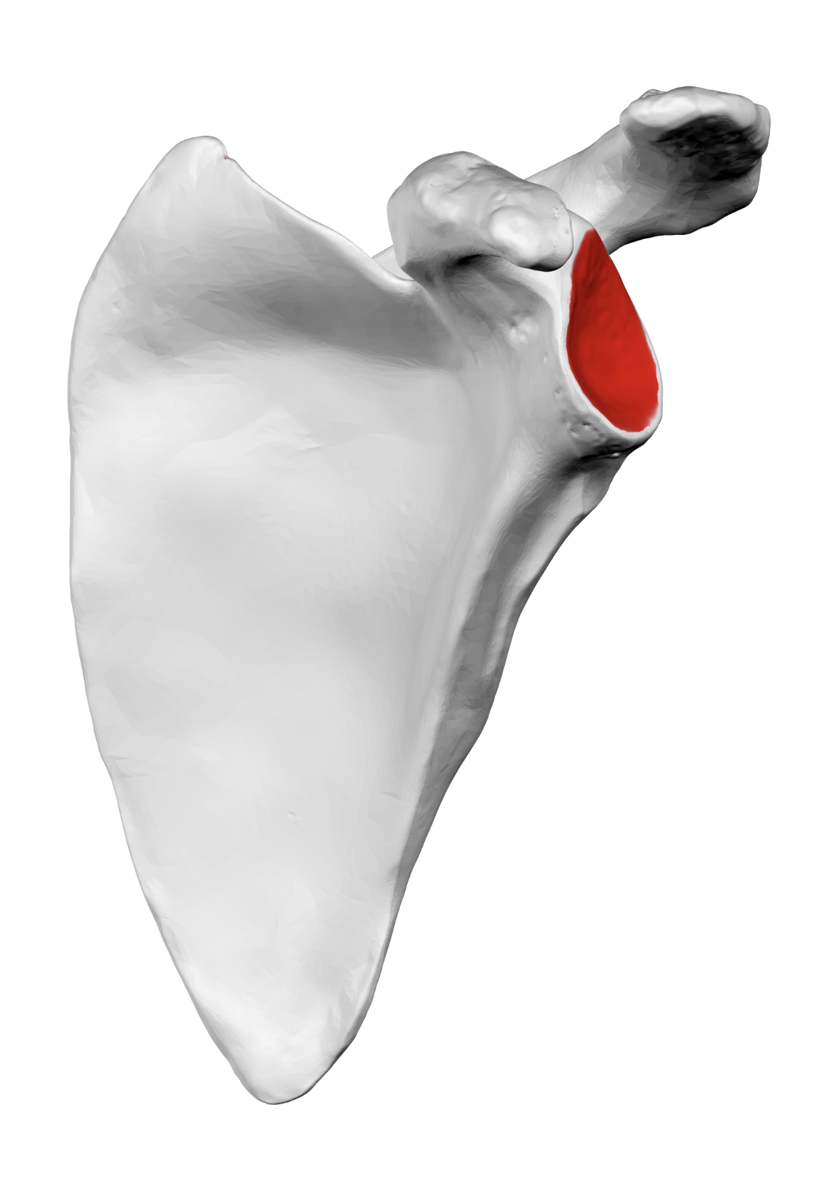 <p>Socket for humerus. <strong>(Clavicle)</strong></p>