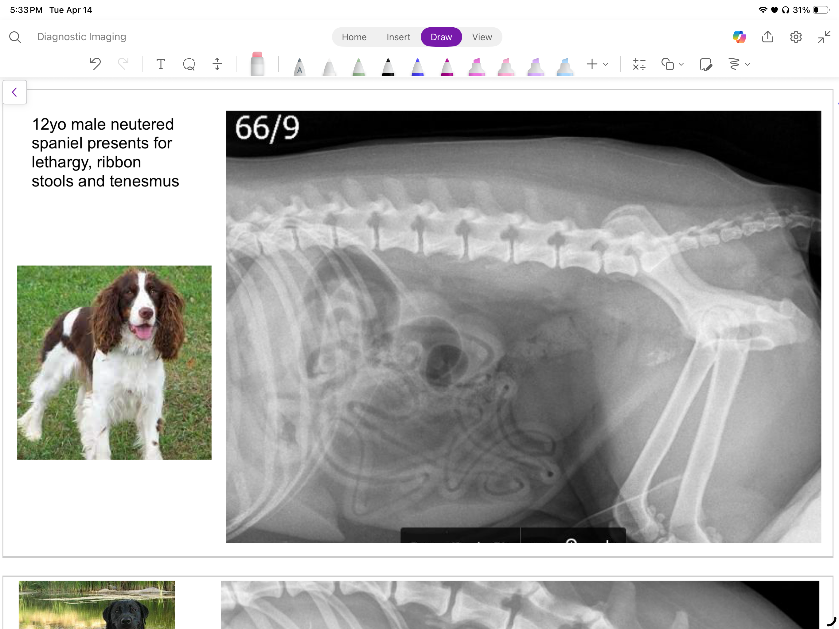 <p>12 yo male neutered spaniel presents for lethargy, ribbon stools &amp; tenesmus</p><p>what are the findings, conclusion &amp; ddx?</p>