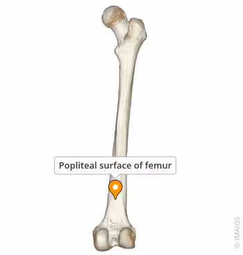 <p>What Bony Landmark/Feature</p>