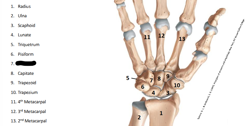 <p>What are the landmarks within <strong>Wrist/Hand?</strong></p>