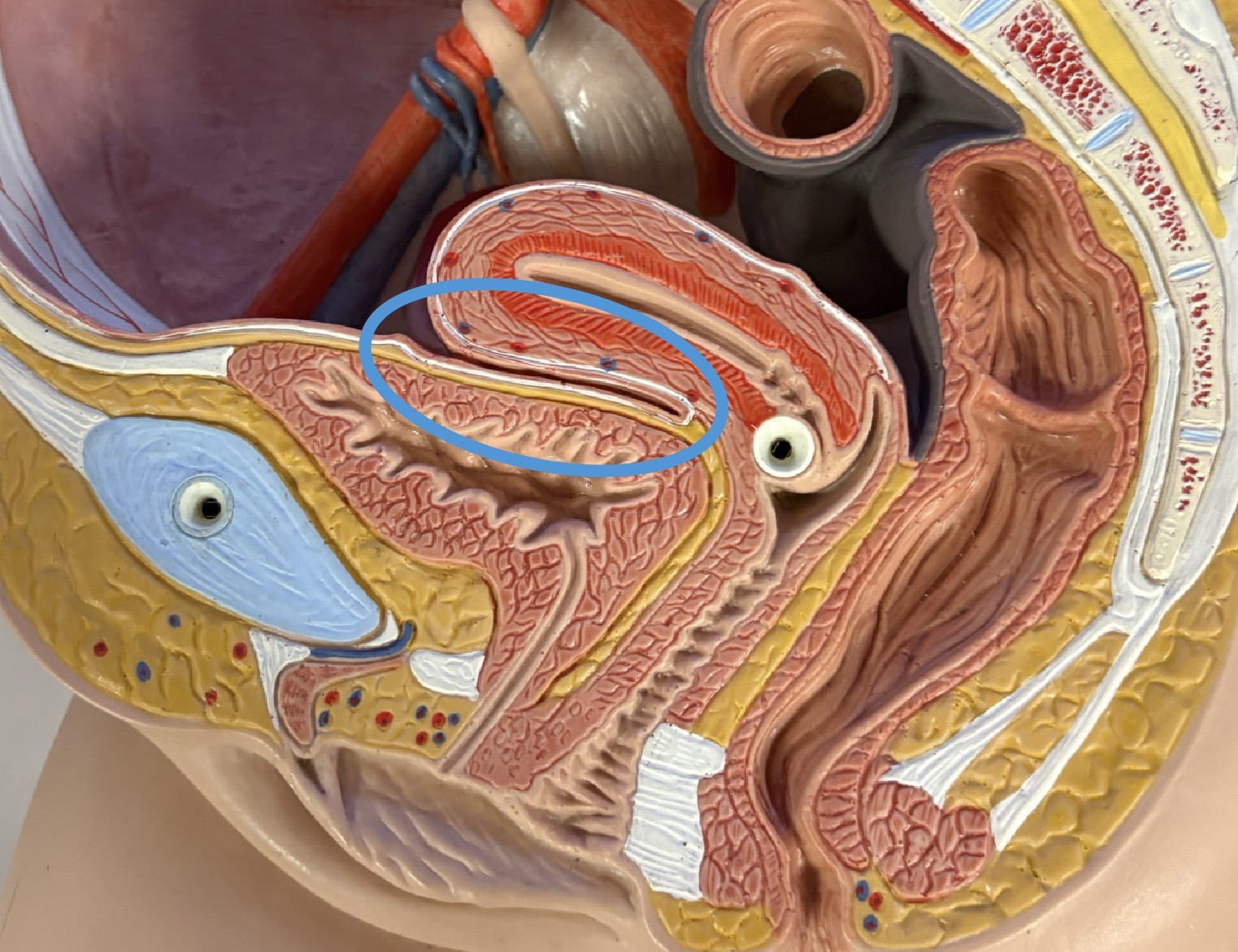 <p>pouch between bladder &amp; uterus </p>