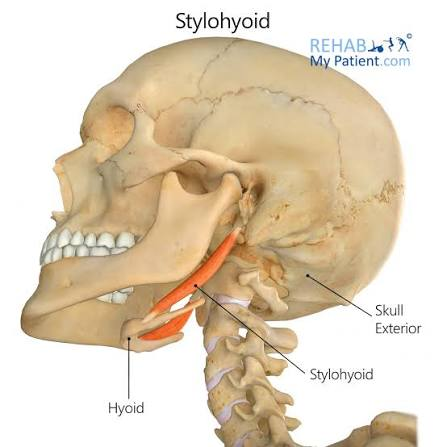 <p>O: styloid process of skull</p><p>I: hyoid</p><p>A: elevates hyoid</p><p>N: facial nerve</p>