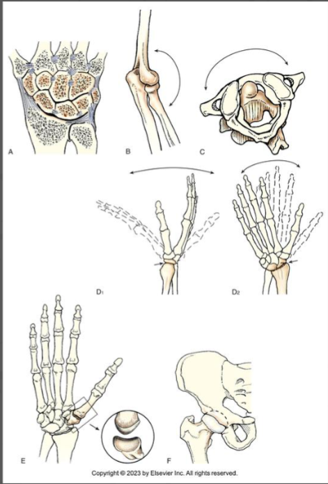 <p>Name these synovial joints that allow us to freely move.</p>