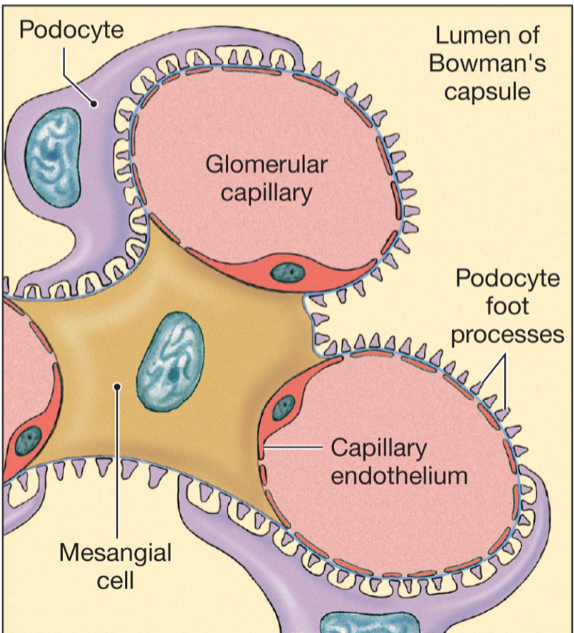 <p>Mesangial cells</p>