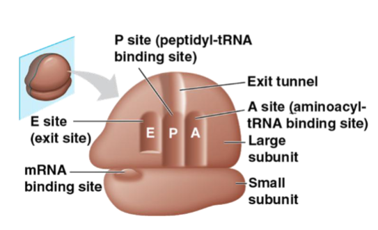 <ul><li><p>EPA</p></li></ul><p></p>