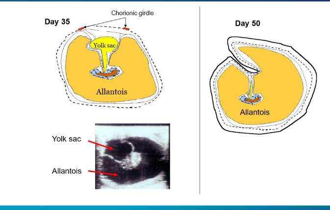 <ul><li><p>the yolk sac regresses and the allantoi takes over until about day 50 when it’s just a remnant attached to the endometrium </p></li></ul><p></p>