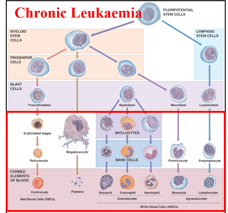 <p>Chronic Leukaemia DIAGRAM</p>