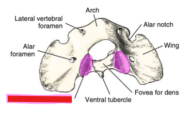 <p>Q: The …… of the atlas consists of two shallow glenoid cavities that form a freely movable articulation with the second cervical vertebra. </p><p>A. Cranial articular fovea </p><p>B. Caudal articular fovea </p><p>C. Ventral tubercle </p><p>D. Fovea for dens</p>
