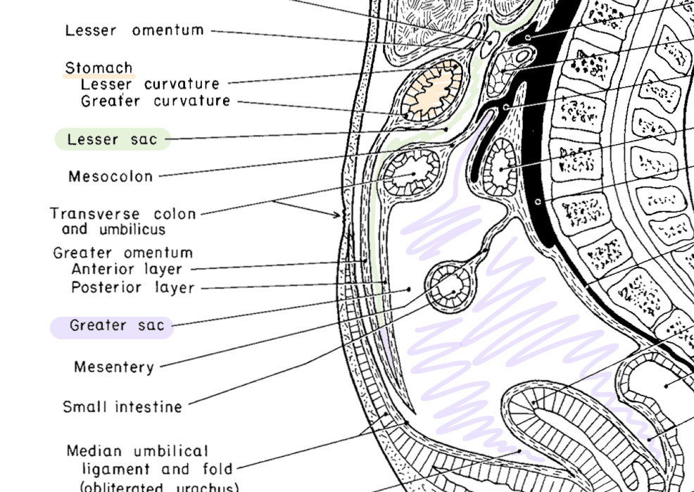 <p>the <strong>greater sac </strong>which extends from the diaphragm to the pelvis and the <strong>lesser sac </strong>which allows for free movement of the stomach. </p>