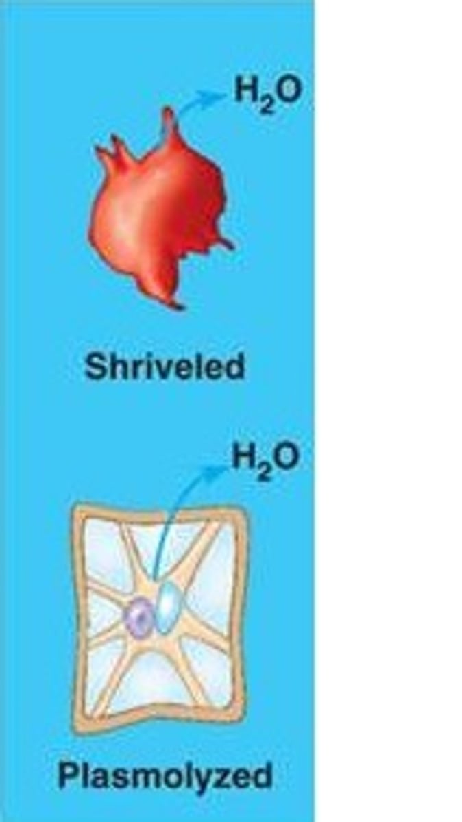 <p>A solution with higher solute concentration outside the cell, causing water to leave the cell.</p>