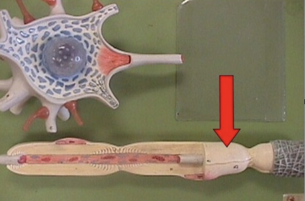 <p>outermost layer of myelin sheath comprised of Schwann cell nucleus/cytoplasm; participates in potential healing of PNS axons after injury</p>