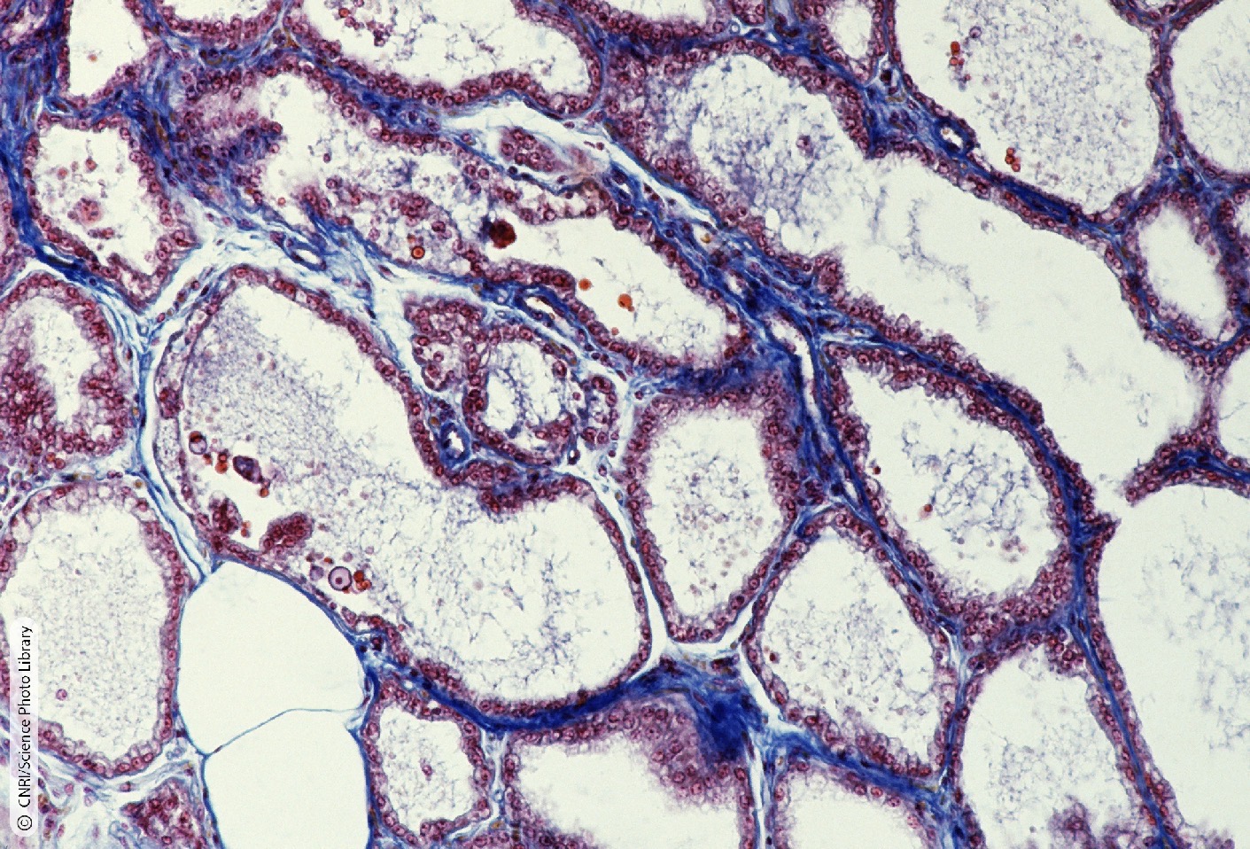 <p>Identify the Histology</p>