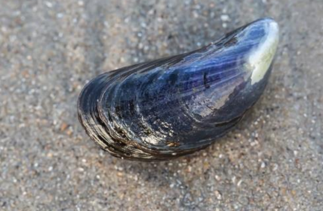 <p>6-7cm bivalve, dark blue to yellow brown</p>