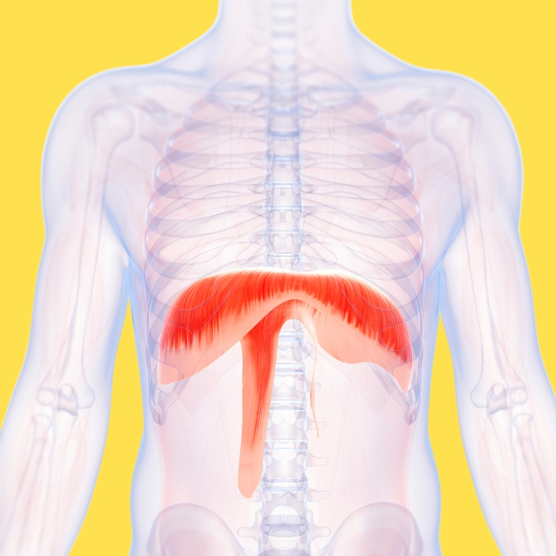 <p>Diaphragm </p>