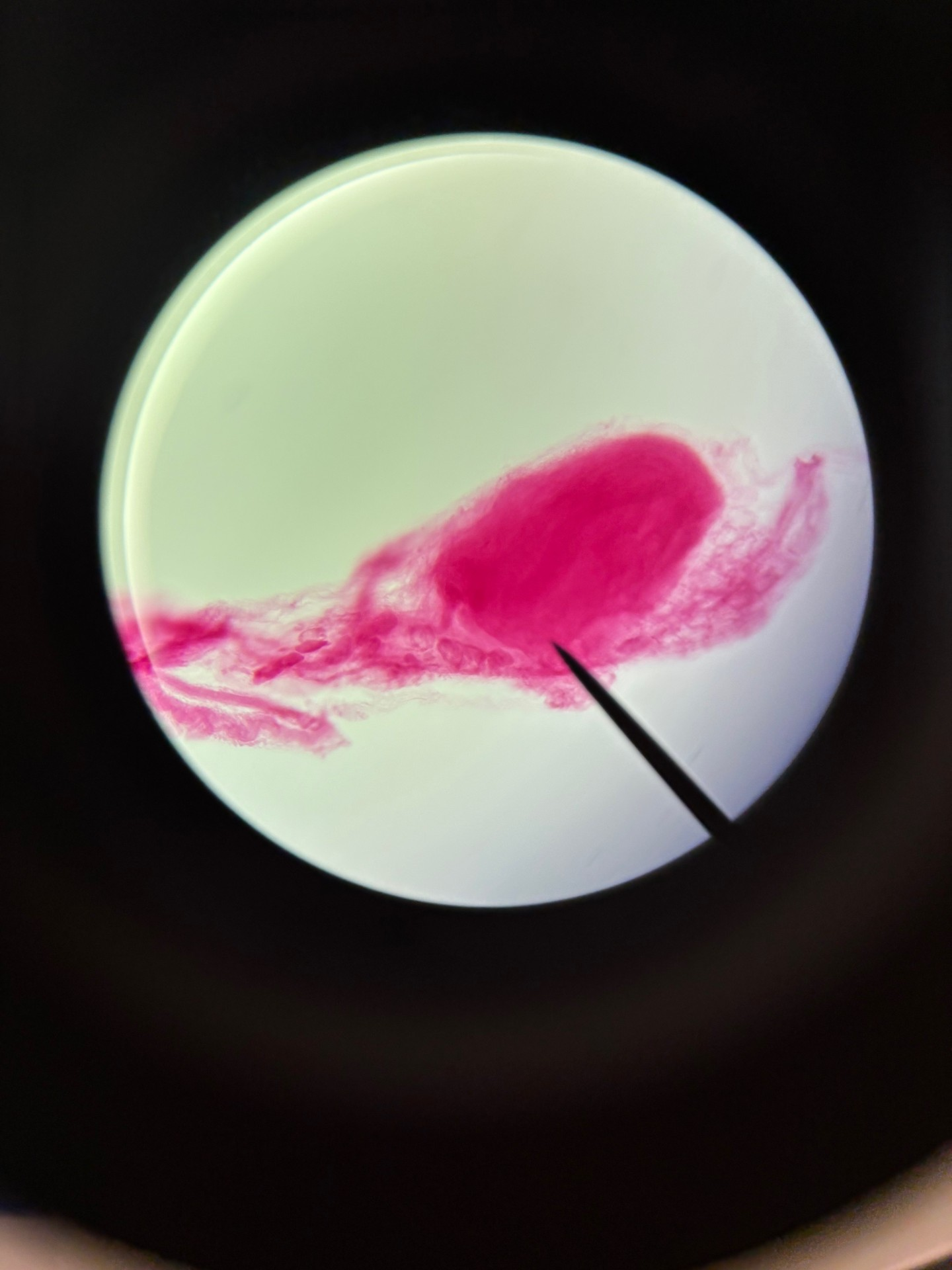 <p>What is this?</p>