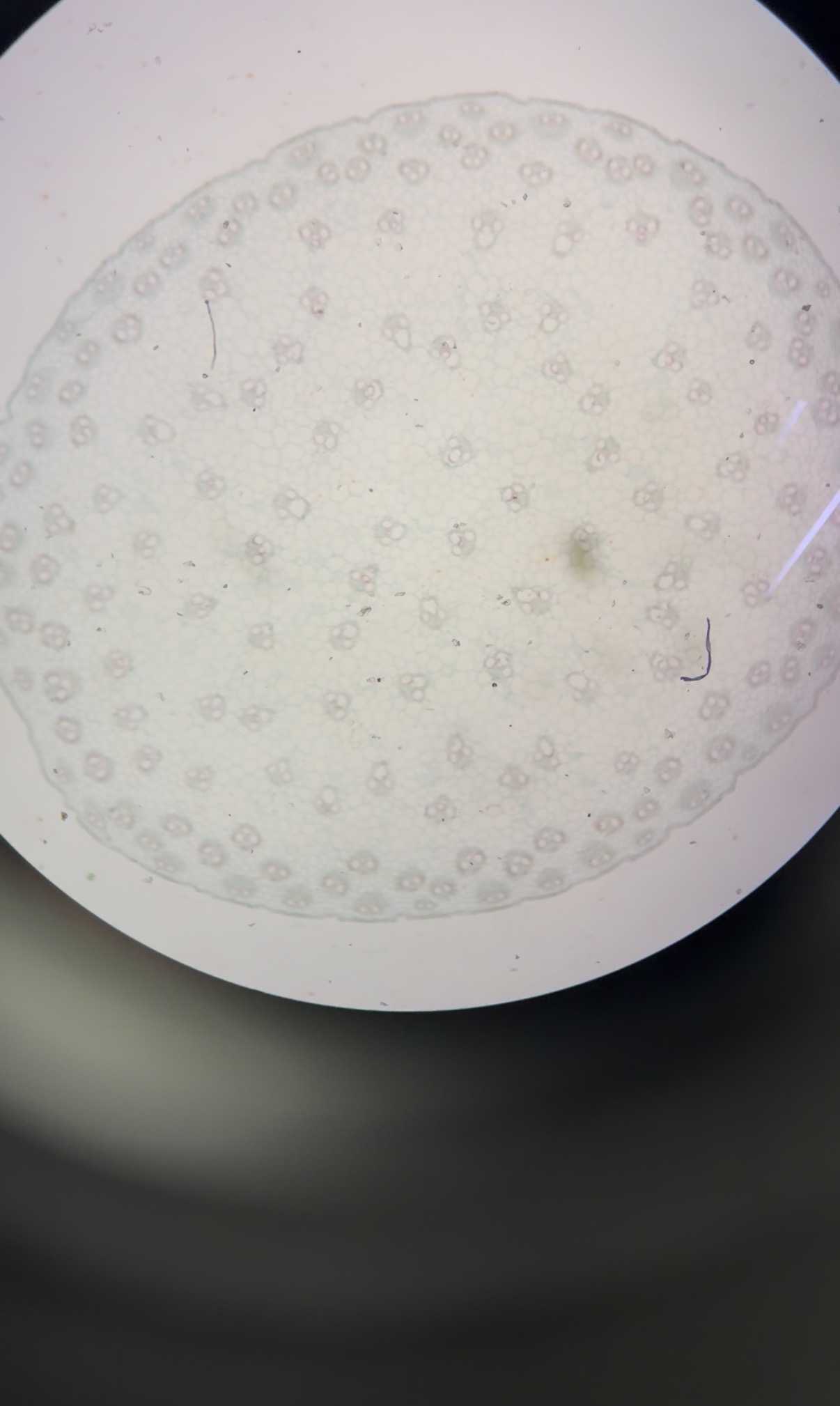 <p>What is this structure? </p>