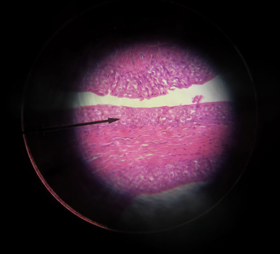 <p>what kind of tissue is this?</p>