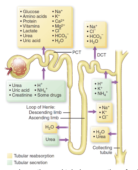 <p>Urine is formed through the continuous processes of:</p><ol><li><p>Filtration (Glomerulus filter blood = don’t allow RBC and protein to pass through membrane) → force electrolytes, glucose, water across membrane into Bowman’s capsule → then into PCT</p></li><li><p>Reabsorption (PCT &amp; DCT reabsorb water and solutes back into blood; <strong>ADH and aldosterone</strong> control permeability of the DCT membrane)</p></li><li><p>Secretion (solutes move from blood to filtrate)</p></li><li><p>Concentration (Loop of Henle reabsorbs additional water to concentrate urine)</p></li></ol><p></p><p></p><p></p><p></p><p></p>