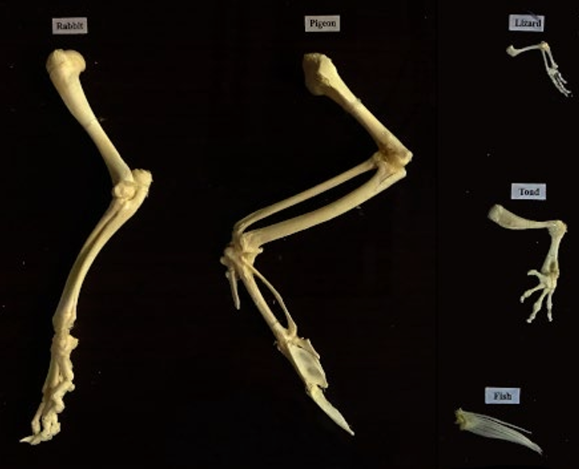 <p>structures w same function ex. insect wing, bat wing, bird wing</p>