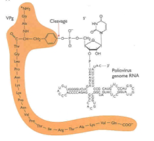 <p>REMOVAL of VPg protein</p>