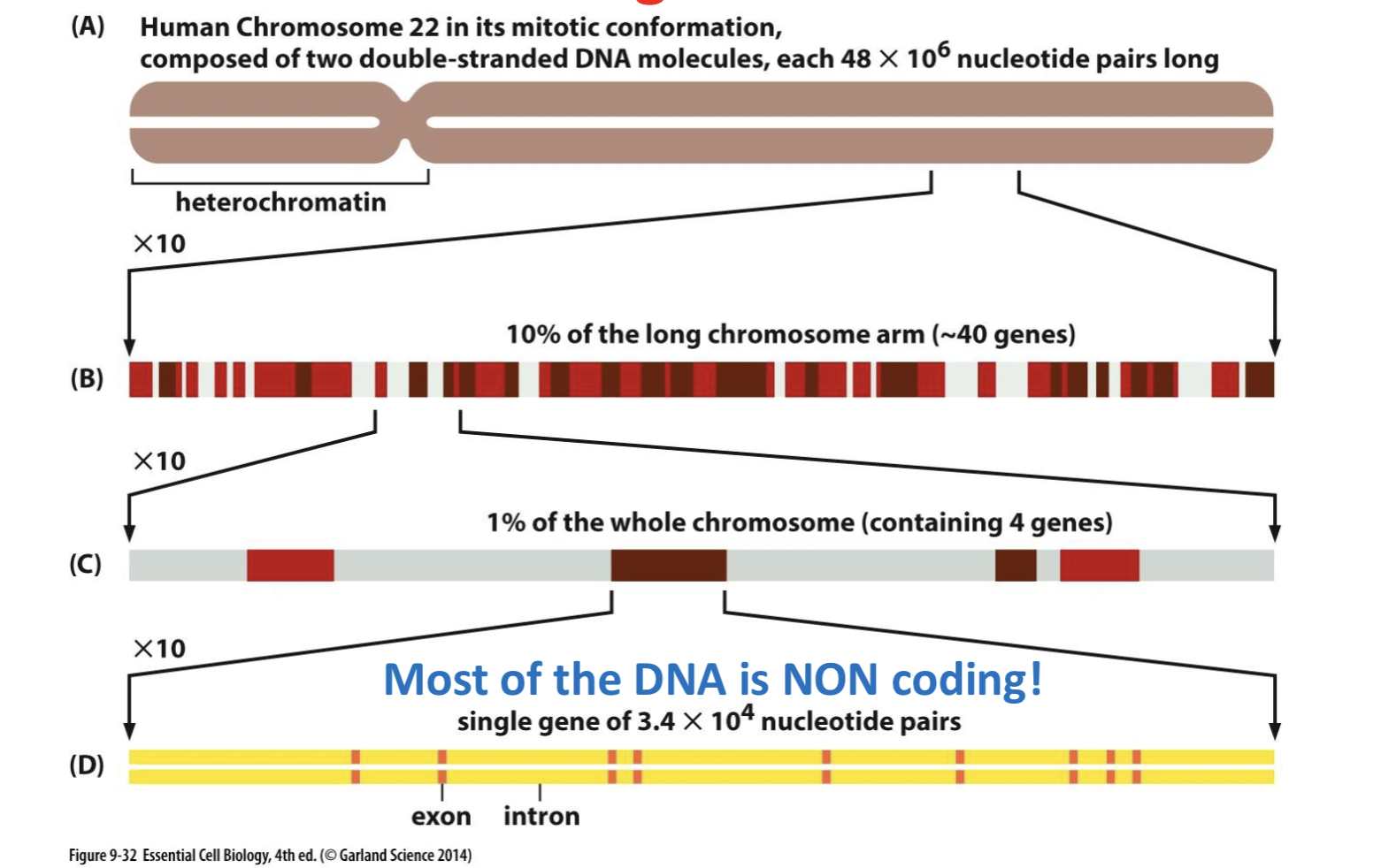 <p>chromosome 22</p>