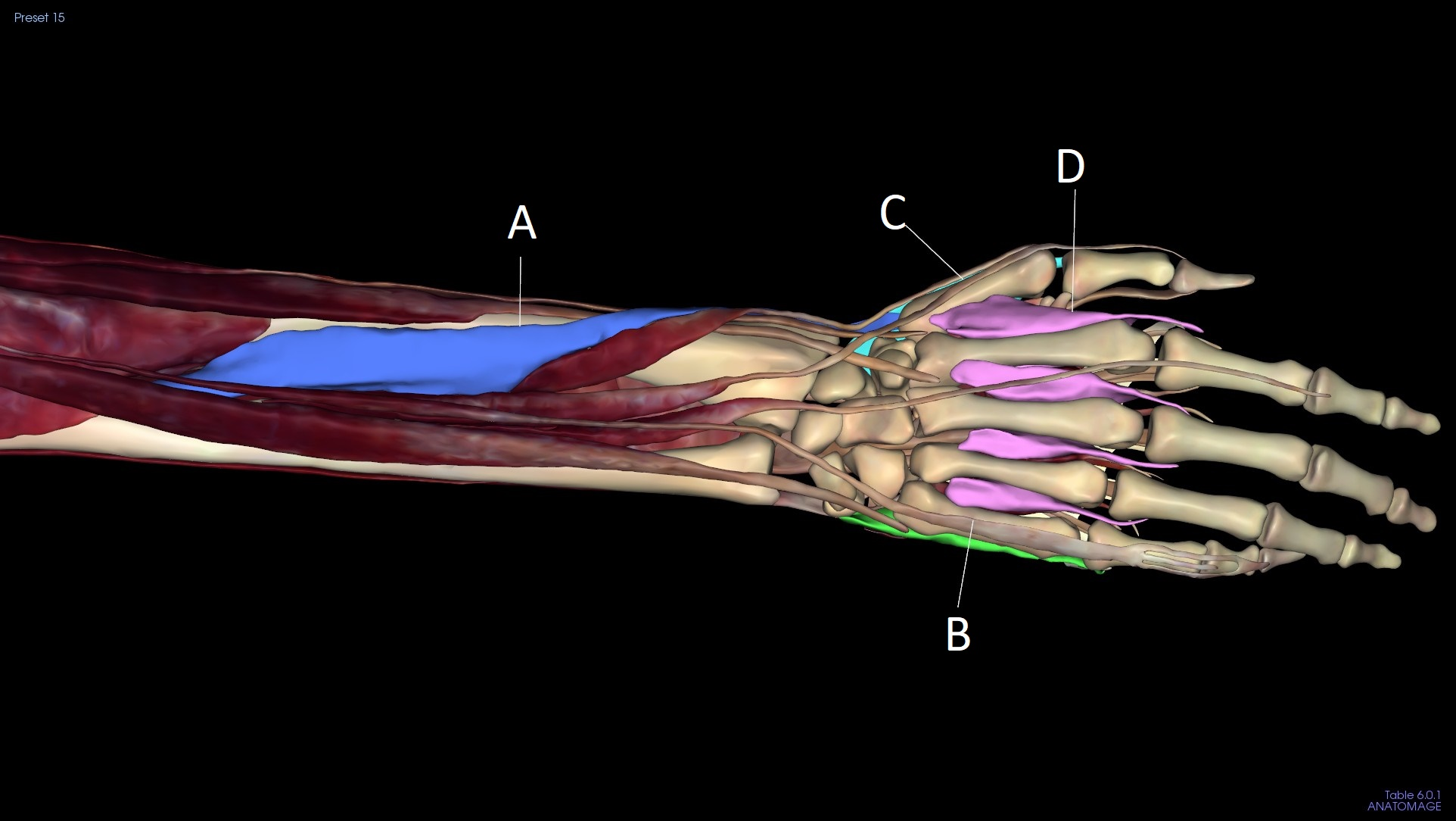 <p>C</p>
