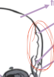 <p>What bone is this?</p>