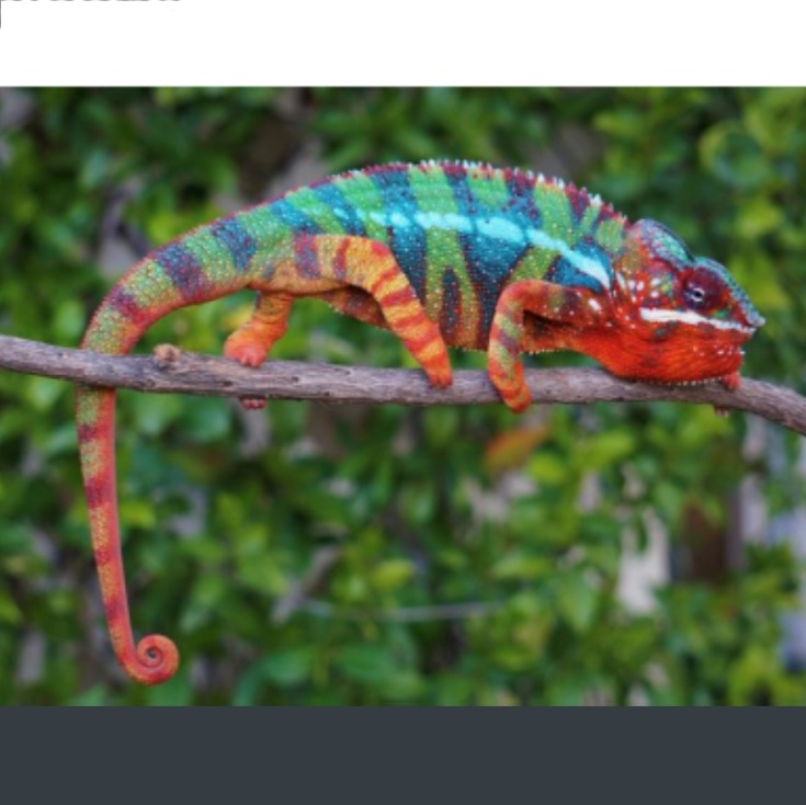 <p>name this animal</p>
