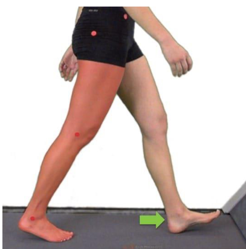 <p>begins with ipsilateral heel rise and ends with contralateral limb foot contact</p>