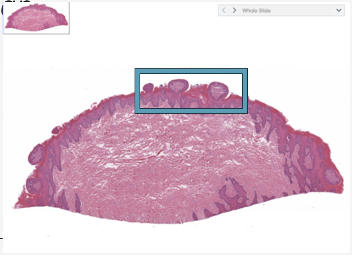 <p>Identify the structure</p>